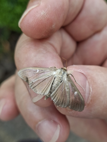 Box Tree Moth