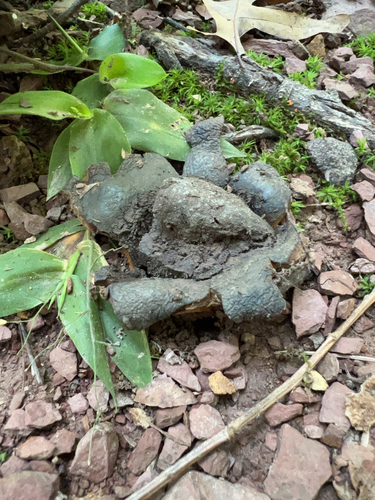 Many-rooted Earthball