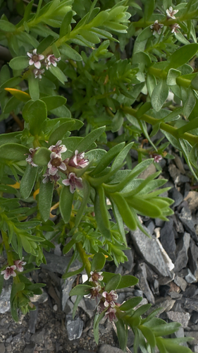 Sea Milkwort