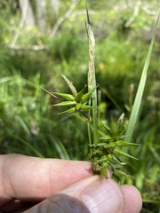 Carex lonchocarpa