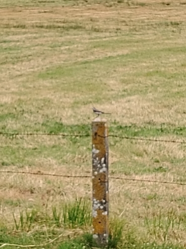 White Wagtail