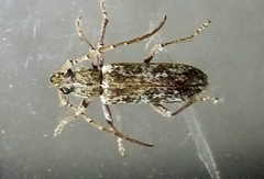 Elaphidion mucronatum