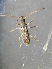 Elaphidion mucronatum