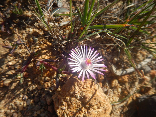 Lampranthus aduncus, photograph 1