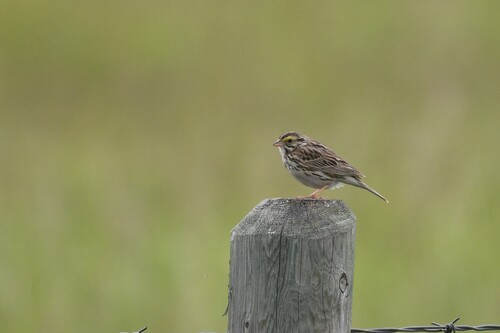 Savannah Sparrow