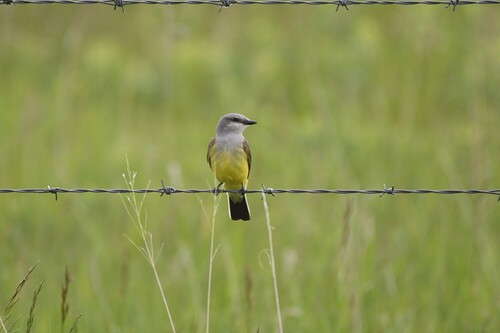 Western Kingbird