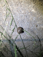 Cornu aspersum