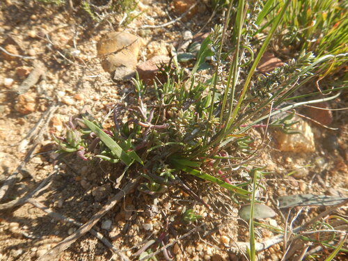 Lampranthus aduncus, photograph 2