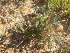 Lampranthus aduncus, photograph (c) James Deacon, some rights reserved (CC BY-SA)