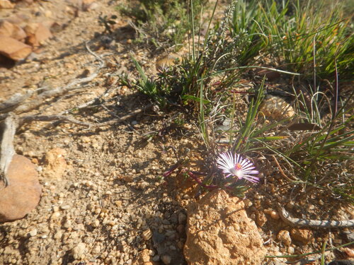 Lampranthus aduncus