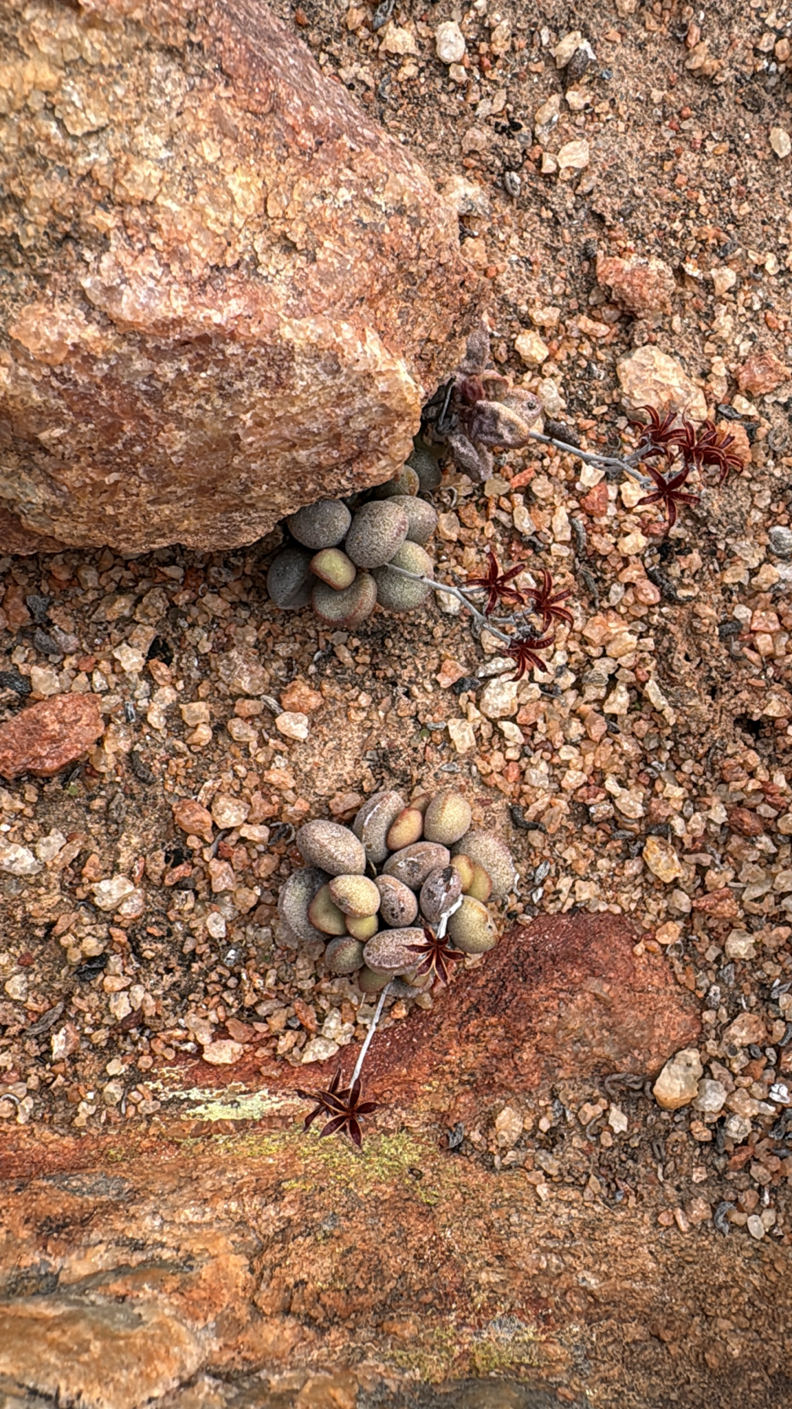 Imagem de Adromischus marianiae