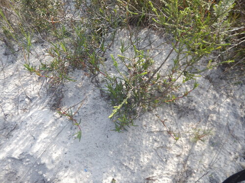 Lampranthus tenuifolius, photograph 3