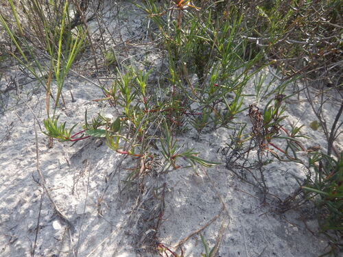 Lampranthus tenuifolius, photograph 2