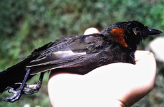 Pterorhinus ruficollis