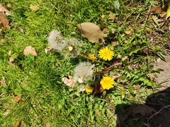 Taraxacum officinale