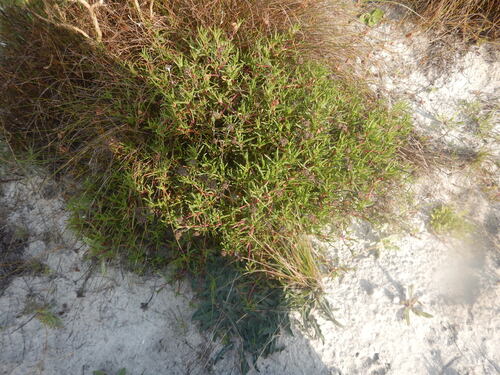 Lampranthus tenuifolius, photograph 1