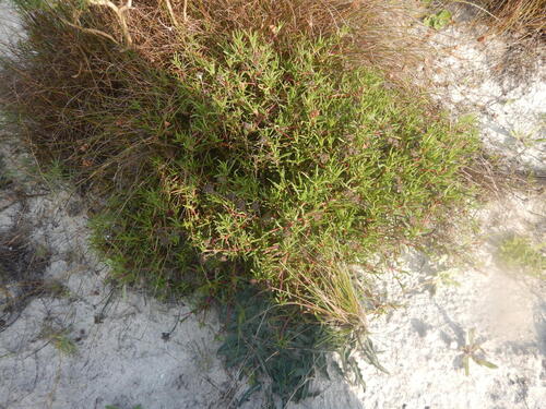 Lampranthus tenuifolius