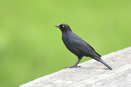 Brewer's Blackbird