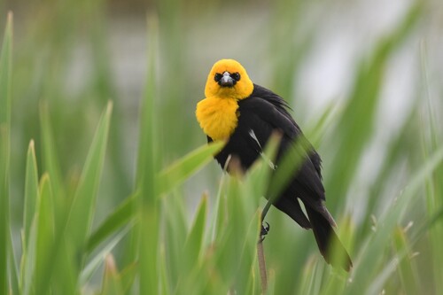 Yellow-headed Blackbird