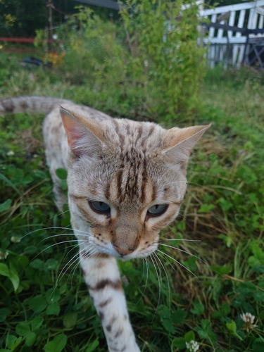 Domestic Cat