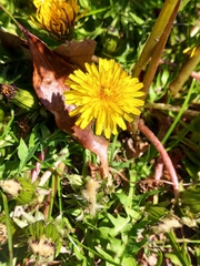 Taraxacum officinale
