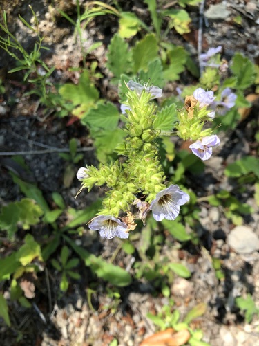 Phacelia bolanderi, photograph 4