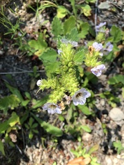 Phacelia bolanderi, photograph (c) jonsense, some rights reserved (CC BY)