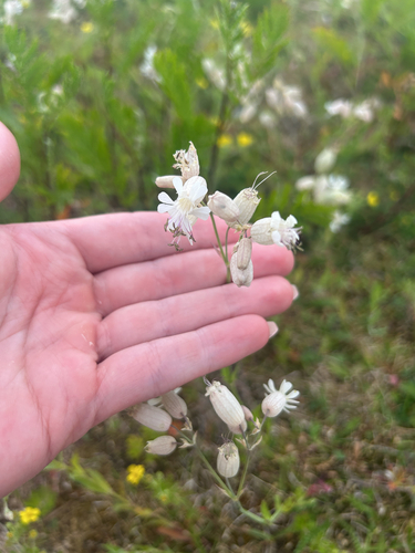 bladder campion