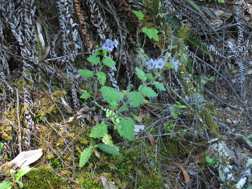 Phacelia bolanderi, photograph 5