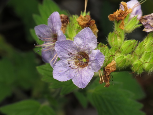 Bolander's phacelia (Phacelia bolanderi)