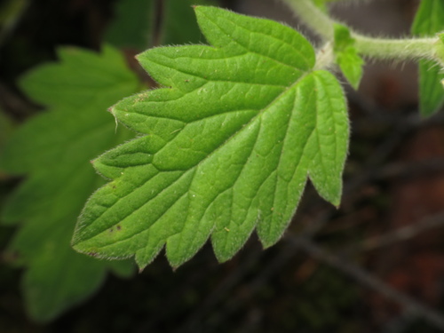 Phacelia bolanderi, photograph 3