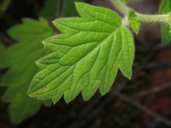Phacelia bolanderi, photograph (c) jonsense, some rights reserved (CC BY)