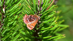 Callophrys eryphon