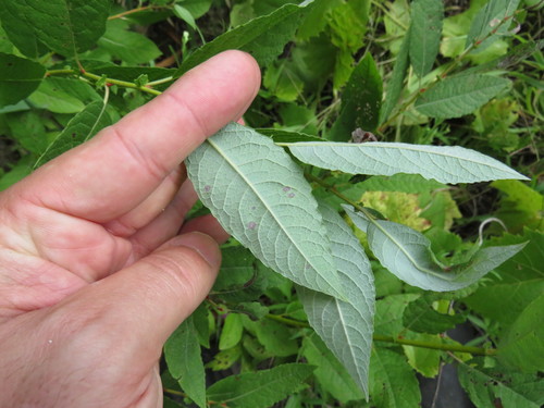 Salix bebbiana nuotrauka