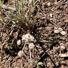 Lomatium nevadense nevadense