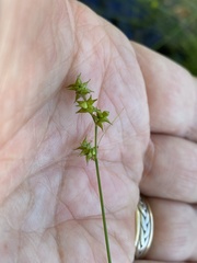 Carex atlantica atlantica