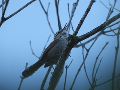 Thryomanes bewickii