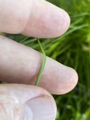 Carex atlantica atlantica