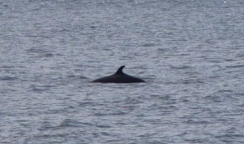 Balaenoptera acutorostrata