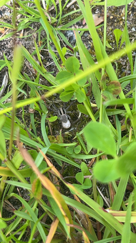 Burnt Wolf Spider