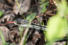 Thamnophis proximus proximus