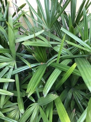 Rhapis excelsa