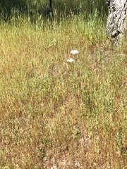 Perideridia kelloggii