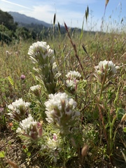 Castilleja ambigua
