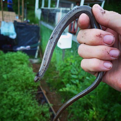 Common Slowworm