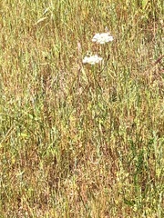 Perideridia kelloggii