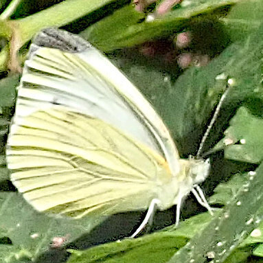 Green-veined White
