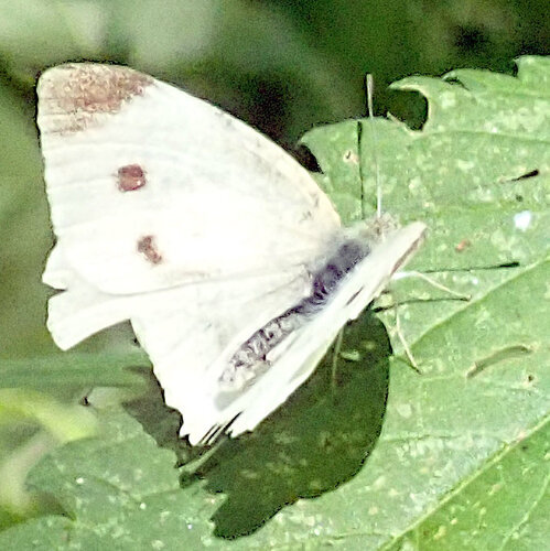 Small White