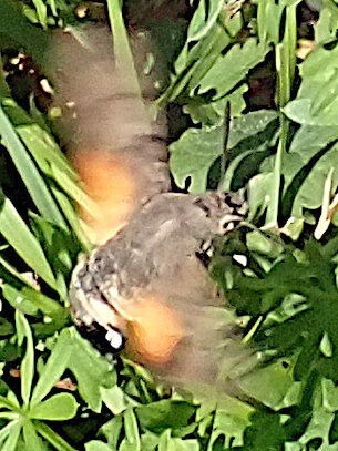 Eurasian Hummingbird Hawkmoth