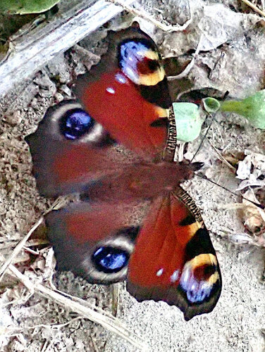 European Peacock Butterfly